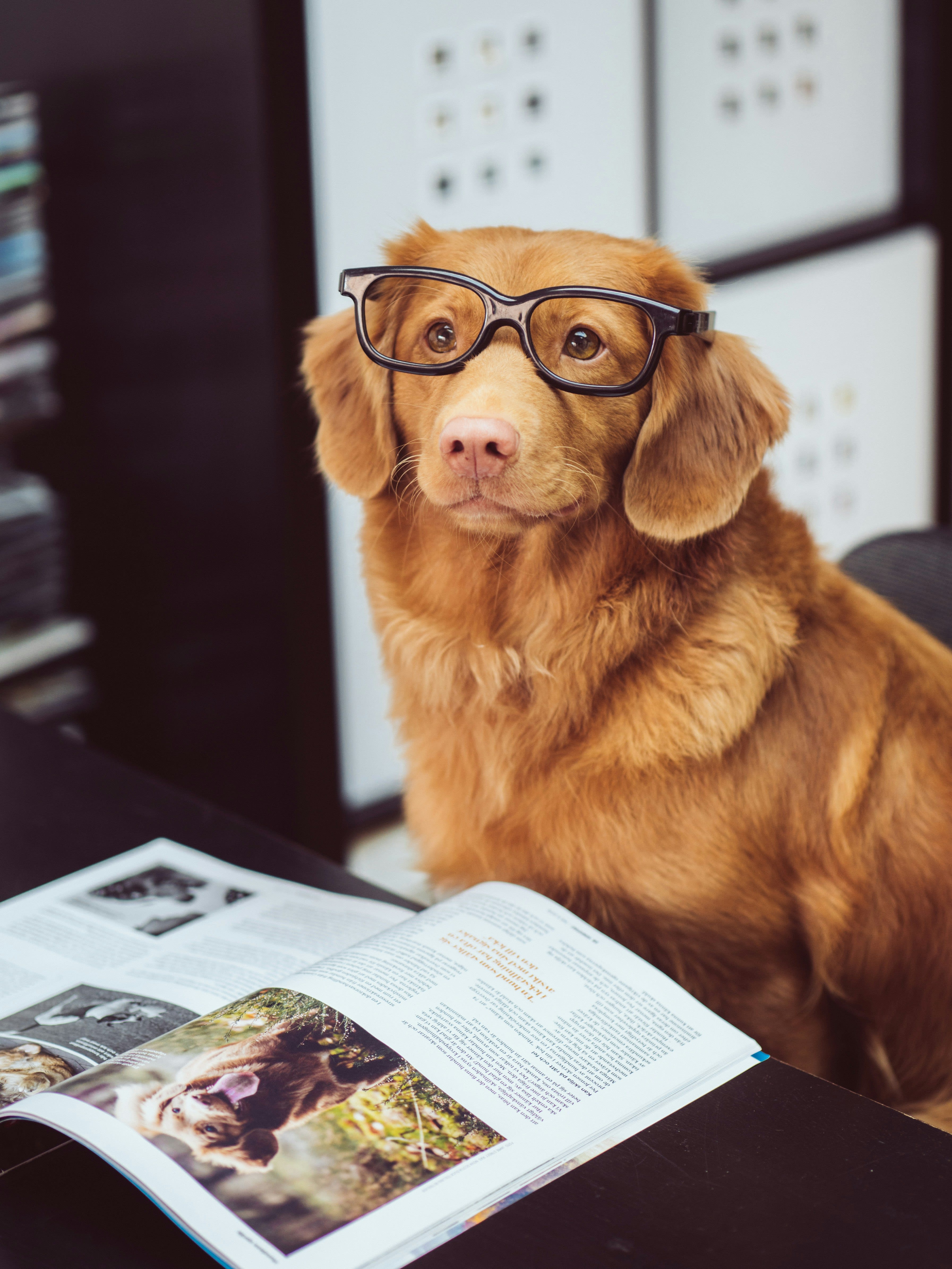 Perro con gafas en la oficina